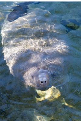 Young manatee comes up to breathe