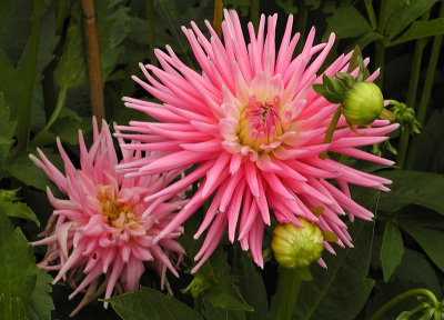 P8056115.PinkDahlias