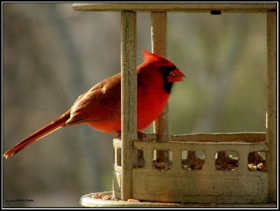 Cardinal-6347