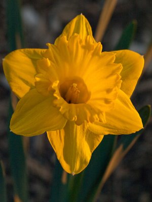 daffodils_2010