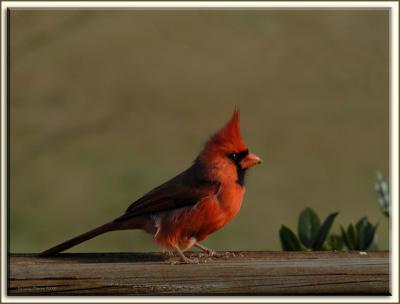 Tksg.Cardinal.4301