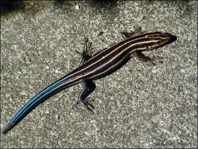 5-Lined Skink.2977