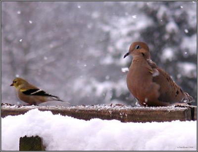 GoldfinchDove0042