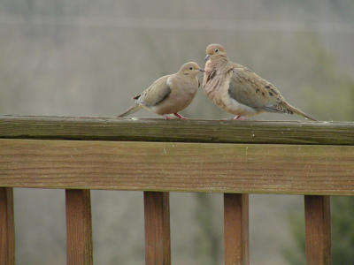 Doves1.5142