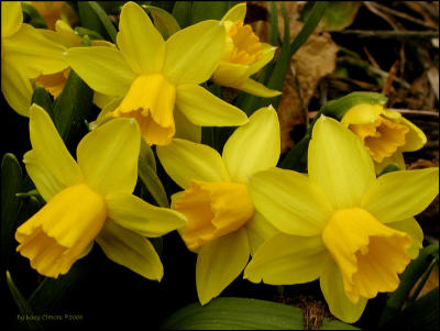 DaffodilsTiny.5656