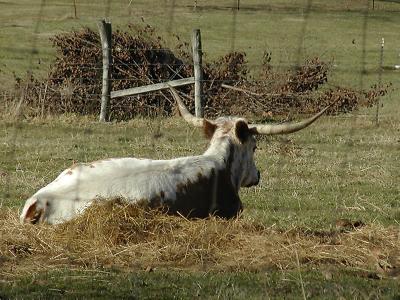 TN Longhorn-4876