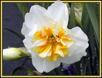 DaffodilDbl-5900
