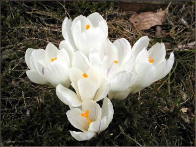 Crocus.5855