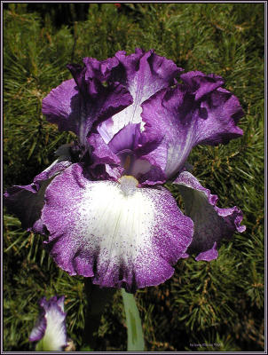 Iris.0802