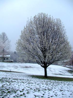 PearTree.6228