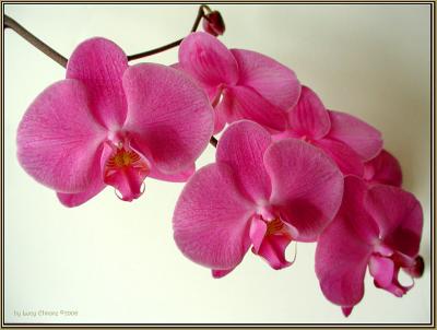 Orchids5811