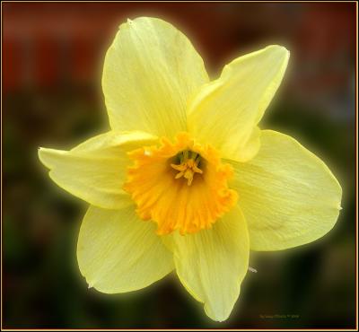Daffodil.5871