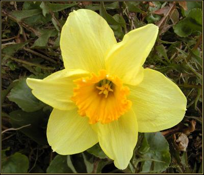 DaffodilRedo5871