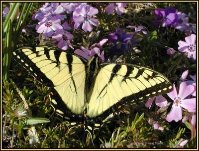 Swallowtail.6341