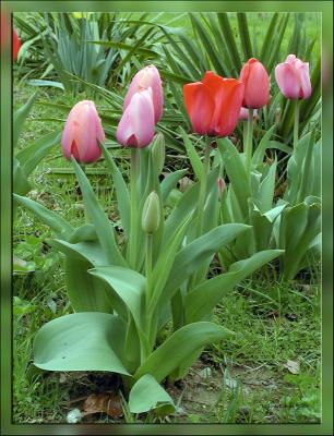 Tulips.6621