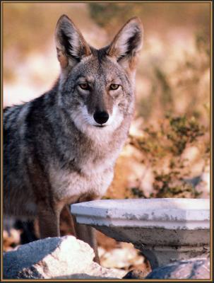 Coyote-29Palms