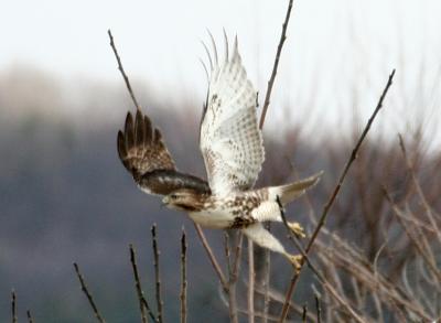 IMG_4865f.jpg