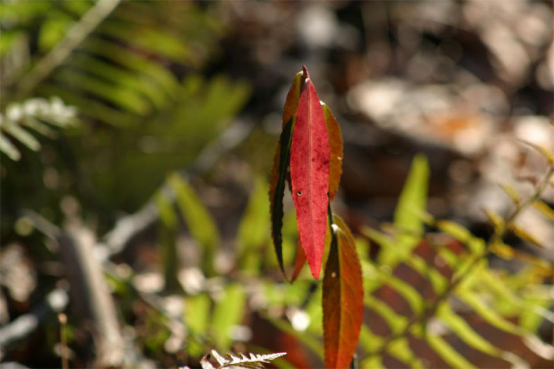 Color in February