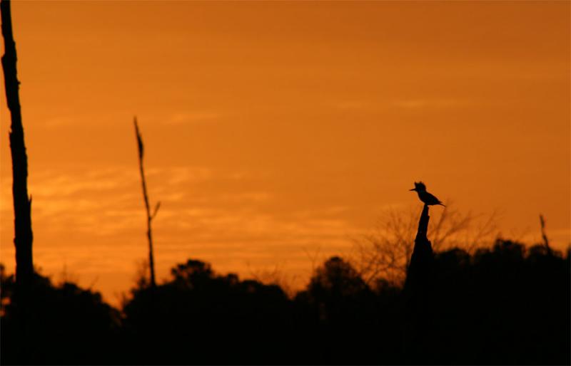 Kingfisher