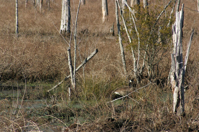 Canada Goose