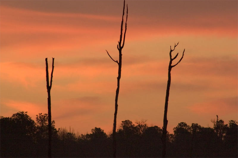 Even dead trees can possess beauty