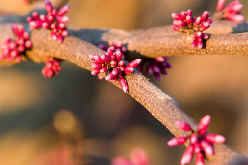 First Days of Spring