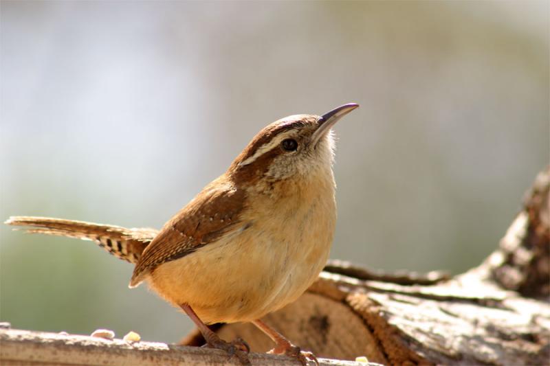 Carolina Wren