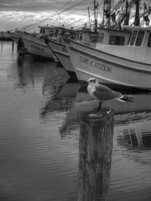 Gull and Shrimp Boats