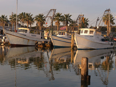 Shrimp Boats - Fulton Harbor