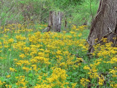Paper Mill Meadow