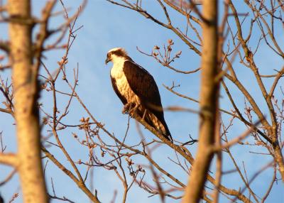 Osprey