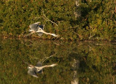 Great Blue Heron