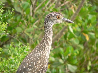 Yellow Crowned Night Heron