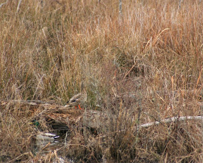 Hen & Drake Mallard