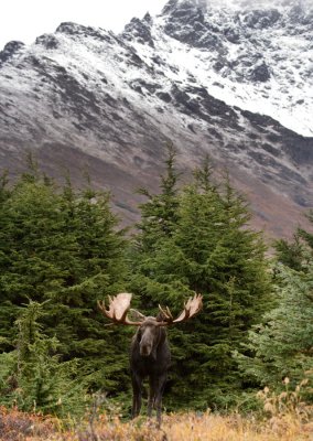 Bull moose in Chugach Mountains