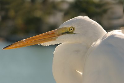 Egret Portrait