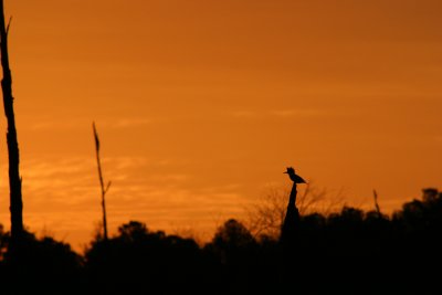 Kingfisher at Sunrise