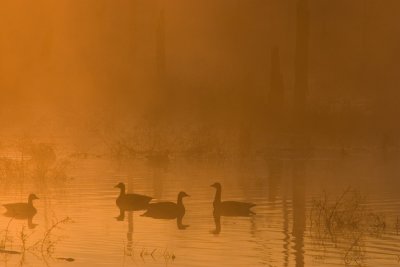Geese at Dawn