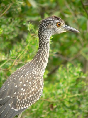 Young Yellow Crowned Heron
