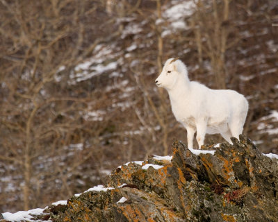 Dall Sheep Lamb