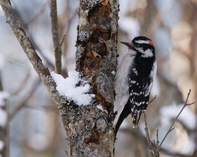 Woodpecker