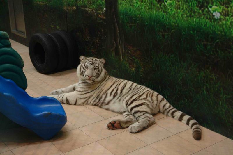 Macau Tower, Siberian Tigers