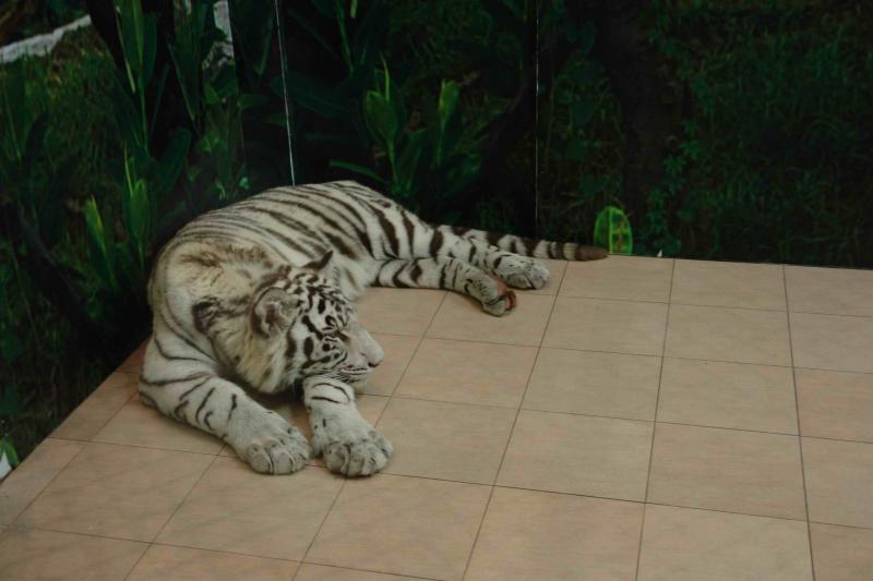 Macau Tower, Siberian Tigers