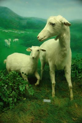 Stuffed goats