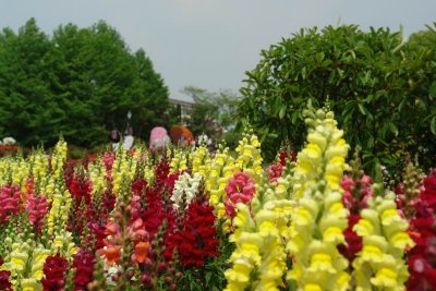 Shanghai Botanical Gardens