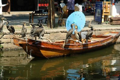 Zhou Zhuang - was our lunch caught by the cormorants?