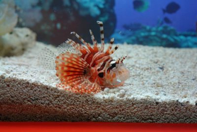 Shanghai Ocean Aquarium