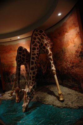 Shanghai Ocean Aquarium