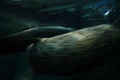 Shanghai Ocean Aquarium