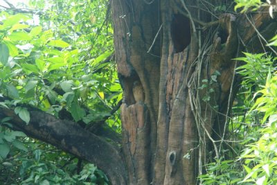 Taman Safari Indonesia - There is an owl in the tree
